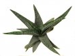 GASTERIA ellaphiae Ev.J 11050