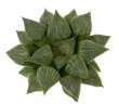 HAWORTHIA cv. Demon Inuyasha