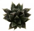 HAWORTHIA venusta f. black form