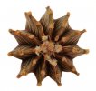 GYMNOCALYCIUM friedrichii var. angustostriatum LB 2178