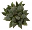 HAWORTHIA cv. Star Wars 