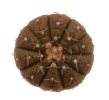 GYMNOCALYCIUM platygonum STO 474 