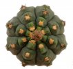 GYMNOCALYCIUM vatteri f. unguispinum inermis light spines