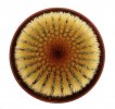 UEBELMANNIA pectinifera var. eriocactoides RNK 78, Curimataí, SEEDLING !