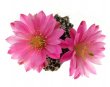 ECHINOCEREUS pulchellus var. acanthosetus