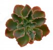 ECHEVERIA crenulata