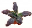 ECHEVERIA cv. Etna ex Italy