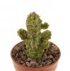 PSEUDOLITHOS dodsonianus, SEEDLING !!!