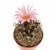 TURBINICARPUS pseudomacrochele ssp. lausseri