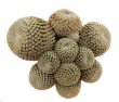 THELOCEPHALA chalensis
