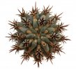 GLANDULICACTUS uncinatus var. wrightii f. brevispinus Cesal