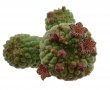 TRICHOCAULON similis, rooted offset