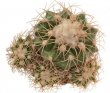 DISCOCACTUS bahiensis var. gracilis MH 637