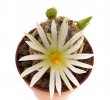 MAMMILLARIA hernadezii f. white flower, FO-023