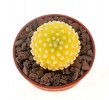 MAMMILLARIA luethyi f. aurea