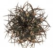 COPIAPOA griseoviolacea GCG 15034, mountain form, selection