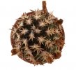 ECHINOCEREUS davisii f. brevispinus F1 clone 1, grafted