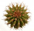 UEBELMANNIA buiningii f. green RNK 55, Tromba d´Anta, grafted SEEDLING !