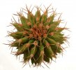 UEBELMANNIA buiningii f. green RNK 55, Tromba d´Anta, SEEDLING !!!