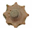 MAMMILLARIA breviplumosa GCG 12500