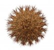 UEBELMANNIA pectinifera aff. flavispina x inhaiensis n. prov., RNK 46, Chapada 