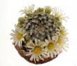 MAMMILLARIA roemeri