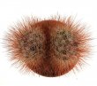 MAMMILLARIA marcosii ex Koehres