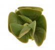 ADROMISCHUS caryophyllaceus
