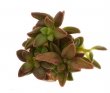 ADROMISCHUS marianae Tangua