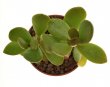 ADROMISCHUS umbraticola