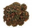 FRAILEA  spec., mixture of 5 species