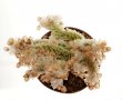 AVONIA recurvata