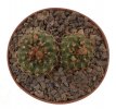 FRAILEA cardenasii