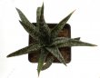 GASTERIA ellaphieae