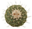 STROMBOCACTUS disciformis, 2,5 - 3,2 cm  