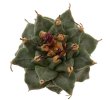 TURBINICARPUS alonsoi