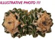 ARIOCARPUS fissuratus var. hintonii PP 352, seedling