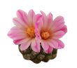 STROMBOCACTUS x F2 esperanzae, 1,2  -  1,3 cm