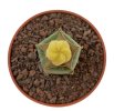 AZTEKIUM valdezii f. aurea  GCG 10893, grafted