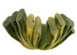 HAWORTHIA truncata f. variegate