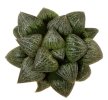 HAWORTHIA magnifica var. splendens VA 4928, Albertinia ex STC