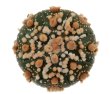 ASTROPHYTUM asterias 