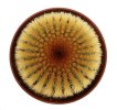 UEBELMANNIA pectinifera var. eriocactoides RNK 78, Curimataí, 2 x  seedlings