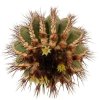 UEBELMANNIA pectinifera var. pseudopectinifera RNK 39, Trinta Réis