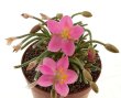 AVONIA quinaria ssp. quinaria (red flower)