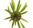 PACHYPODIUM lamerei