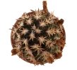 ECHINOCEREUS davisii f. brevispinus, SEEDLING !!!