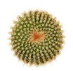 UEBELMANNIA gummifera f. tall plants RNK 102/14, Tromba d´Anta, 8 months SEEDLINGS now