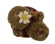 BLOSSFELDIA minima 