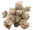 ASTROPHYTUM myriostigma var. strongylogonum cv. Cernobyl